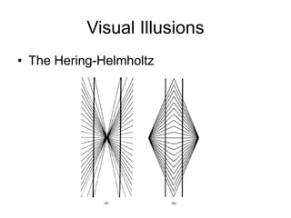 Visual Illusions
• The Hering-Helmholtz
 