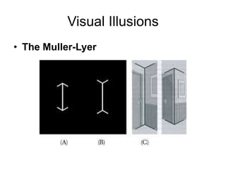 Visual Illusions
• The Muller-Lyer
 