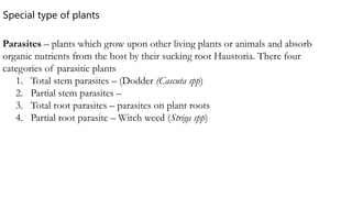 Parasites – plants which grow upon other living plants or animals and absorb
organic nutrients from the host by their sucking root Haustoria. There four
categories of parasitic plants
1. Total stem parasites – (Dodder (Cascuta spp)
2. Partial stem parasites –
3. Total root parasites – parasites on plant roots
4. Partial root parasite – Witch weed (Striga spp)
Special type of plants
 