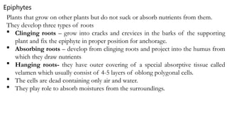 Plants that grow on other plants but do not suck or absorb nutrients from them.
They develop three types of roots
 Clinging roots – grow into cracks and crevices in the barks of the supporting
plant and fix the epiphyte in proper position for anchorage.
 Absorbing roots – develop from clinging roots and project into the humus from
which they draw nutrients
 Hanging roots- they have outer covering of a special absorptive tissue called
velamen which usually consist of 4-5 layers of oblong polygonal cells.
 The cells are dead containing only air and water.
 They play role to absorb moistures from the surroundings.
Epiphytes
 