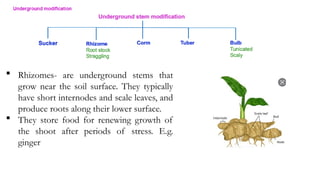  Rhizomes- are underground stems that
grow near the soil surface. They typically
have short internodes and scale leaves, and
produce roots along their lower surface.
 They store food for renewing growth of
the shoot after periods of stress. E.g.
ginger
 