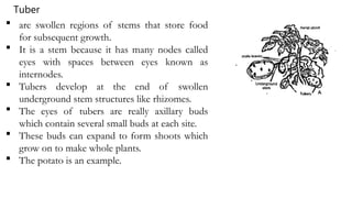  are swollen regions of stems that store food
for subsequent growth.
 It is a stem because it has many nodes called
eyes with spaces between eyes known as
internodes.
 Tubers develop at the end of swollen
underground stem structures like rhizomes.
 The eyes of tubers are really axillary buds
which contain several small buds at each site.
 These buds can expand to form shoots which
grow on to make whole plants.
 The potato is an example.
Tuber
 