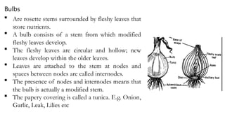  Are rosette stems surrounded by fleshy leaves that
store nutrients.
 A bulb consists of a stem from which modified
fleshy leaves develop.
 The fleshy leaves are circular and hollow; new
leaves develop within the older leaves.
 Leaves are attached to the stem at nodes and
spaces between nodes are called internodes.
 The presence of nodes and internodes means that
the bulb is actually a modified stem.
 The papery covering is called a tunica. E.g. Onion,
Garlic, Leak, Lilies etc
Bulbs
 