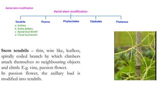 Stem tendrils – thin, wire like, leafless,
spirally coiled branch by which climbers
attach themselves to neighbouring objects
and climb. E.g. vine, passion flower.
In passion flower, the axillary bud is
modified into tendrils.
 