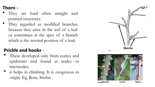 Thorn –
 They are hard often straight and
pointed structures.
 They regarded as modified branches
because they arise in the axil of a leaf
or sometimes at the apex of a branch
which is the normal position of a bud.
Prickle and hooks -
 These developed only from cortex and
epidermis and found at nodes or
internodes.
 it helps in climbing. It is exogenous in
origin. Eg. Rose, Smilax
 