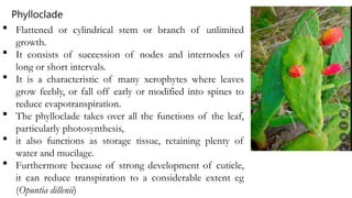  Flattened or cylindrical stem or branch of unlimited
growth.
 It consists of succession of nodes and internodes of
long or short intervals.
 It is a characteristic of many xerophytes where leaves
grow feebly, or fall off early or modified into spines to
reduce evapotranspiration.
 The phylloclade takes over all the functions of the leaf,
particularly photosynthesis,
 it also functions as storage tissue, retaining plenty of
water and mucilage.
 Furthermore because of strong development of cuticle,
it can reduce transpiration to a considerable extent eg
(Opuntia dillenii)
Phylloclade
 
