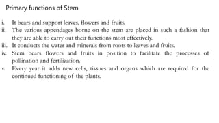i. It bears and support leaves, flowers and fruits.
ii. The various appendages borne on the stem are placed in such a fashion that
they are able to carry out their functions most effectively.
iii. It conducts the water and minerals from roots to leaves and fruits.
iv. Stem bears flowers and fruits in position to facilitate the processes of
pollination and fertilization.
v. Every year it adds new cells, tissues and organs which are required for the
continued functioning of the plants.
Primary functions of Stem
 