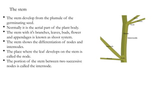  The stem develop from the plumule of the
germinating seed.
 Normally it is the aerial part of the plant body.
 The stem with it's branches, leaves, buds, flower
and appendages is known as shoot system.
 The stem shows the differentiation of nodes and
internodes.
 The place where the leaf develops on the stem is
called the node.
 The portion of the stem between two successive
nodes is called the internode.
The stem
 