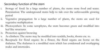i. Storage of food: In a large number of plants, the stems store food and water.
Perennation: The underground stems help to tide over the unfavourable growing
period
ii. Vegetative propagation: In a large number of plants, the stems are used for
vegetative multiplication
iii. Photosyntheis: In some xerophytes, the stem becomes green and modified into
leaf-like structures
iv. Protection against browsing
v. As climbers: The stems may be modified into tendrils, hooks, thorns etc. to.
vi. Receptacle for floral organs: In a flower, the floral organs are borne on the
thalamus. The thalamus is a modified stem which has condensed and overlapping
nodes and internodes.
Secondary function of the stem
 