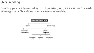 Branching pattern is determined by the relative activity of apical meristems. The mode
of arrangement of branches on a stem is known as branching.
Stem Branching
 