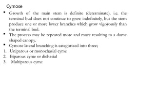 Uniparous shoot morphology Description with examples.pptx