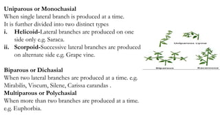 Uniparous shoot morphology Description with examples.pptx