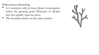 Dichotomous Branching:
 It is common only in lower plants (cryptogams)
where the growing point bifurcates or divides
into two equally vigorous parts.
 The branches behave in the same manner
 