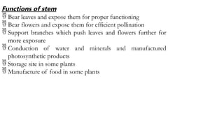Functions of stem
 Bear leaves and expose them for proper functioning
 Bear flowers and expose them for efficient pollination
 Support branches which push leaves and flowers further for
more exposure
 Conduction of water and minerals and manufactured
photosynthetic products
 Storage site in some plants
 Manufacture of food in some plants
 