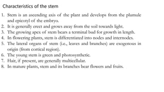 1. Stem is an ascending axis of the plant and develops from the plumule
and epicotyl of the embryo.
2. It is generally erect and grows away from the soil towards light.
3. The growing apex of stem bears a terminal bud for growth in length.
4. In flowering plants, stem is differentiated into nodes and internodes.
5. The lateral organs of stem (i.e., leaves and branches) are exogenous in
origin (from cortical region).
6. The young stem is green and photosynthetic.
7. Hair, if present, are generally multicellular.
8. In mature plants, stem and its branches bear flowers and fruits.
Characteristics of the stem
 