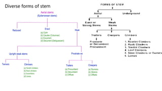 Diverse forms of stem
 