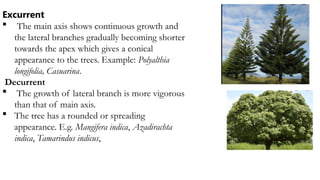shoot morphology Description with examples.pptx
