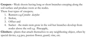 Creepers - Weak shoots having long or short branches creeping along the
soil surface and produce roots at the nodes.
There four types of creepers;
1. Runners e.g.Cynodon dactylon
2. Stolon,
3. Offset and
4. Sucker - the main stem grow in the soil but branches develop from
nodes above the soil e.g. Pineapple,
Climbers - plants that attach themselves to any neighboring object, often by
special device, e.g pea, passion flower, guard, vine, etc.
 