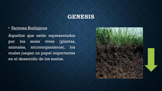 GENESIS
• Factores Biológicos
Aquellos que están representados
por los seres vivos (plantas,
animales, microorganismos), los
cuales juegan un papel importantes
en el desarrollo de los suelos.
 