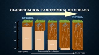 CLASIFICACION TAXONOMICA DE SUELOS
O
25
50
ROCA
ROCA
ROCA
12 ordenes de suelos
Suelo jóven Incrementa la evolución
Suelo viejo
100
150
 