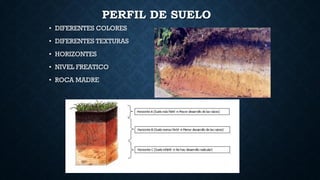 PERFIL DE SUELO
• DIFERENTES COLORES
• DIFERENTES TEXTURAS
• HORIZONTES
• NIVEL FREATICO
• ROCA MADRE
 