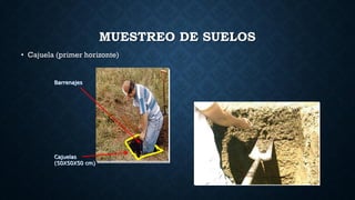 MUESTREO DE SUELOS
• Cajuela (primer horizonte)
Cajuelas
(50X50X50 cm)
Barrenajes
 