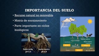 IMPORTANCIA DEL SUELO
• Recurso natural no renovable
• Matriz de enraizamiento
• Parte importante en ciclos
biológicos
 