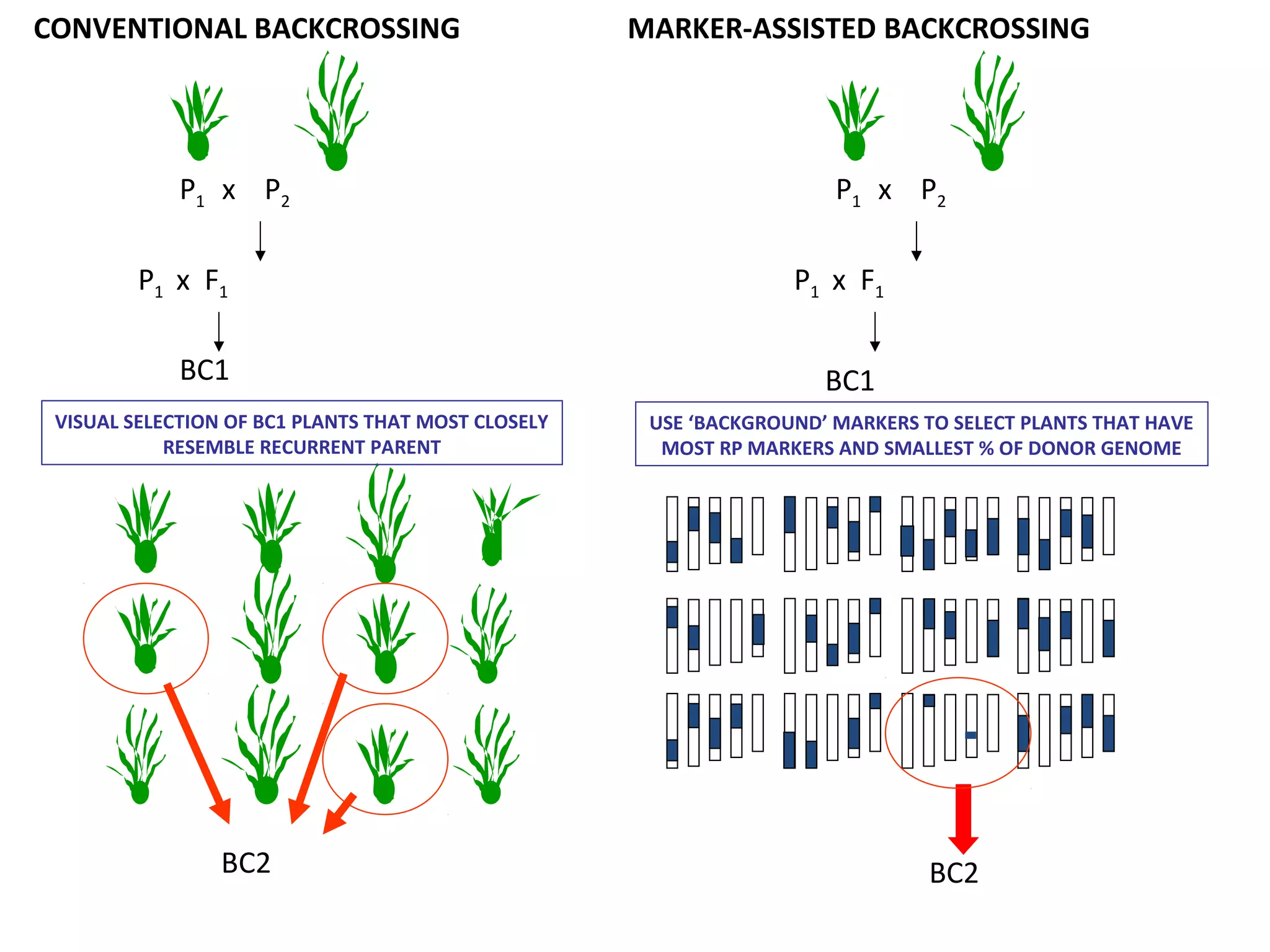 P1 x F1
P1 x P2
CONVENTIONAL BACKCROSSING
BC1
VISUAL SELECTION OF BC1 PLANTS THAT MOST CLOSELY
RESEMBLE RECURRENT PARENT
BC2
MARKER-ASSISTED BACKCROSSING
P1 x F1
P1 x P2
BC1
USE ‘BACKGROUND’ MARKERS TO SELECT PLANTS THAT HAVE
MOST RP MARKERS AND SMALLEST % OF DONOR GENOME
BC2
 