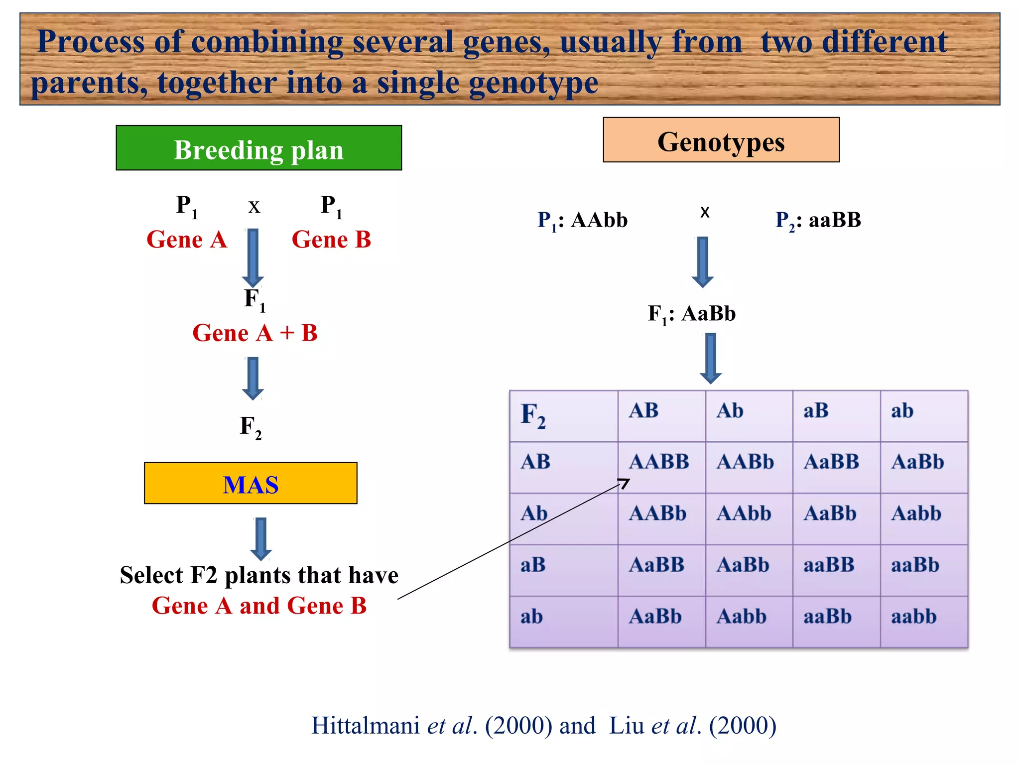 F2
F1
Gene A + B
P1
Gene A
x P1
Gene B
MAS
Select F2 plants that have
Gene A and Gene B
Genotypes
P1: AAbb P2: aaBB
F1: AaBb
Process of combining several genes, usually from two different
parents, together into a single genotype
x
Breeding plan
Hittalmani et al. (2000) and Liu et al. (2000)
 