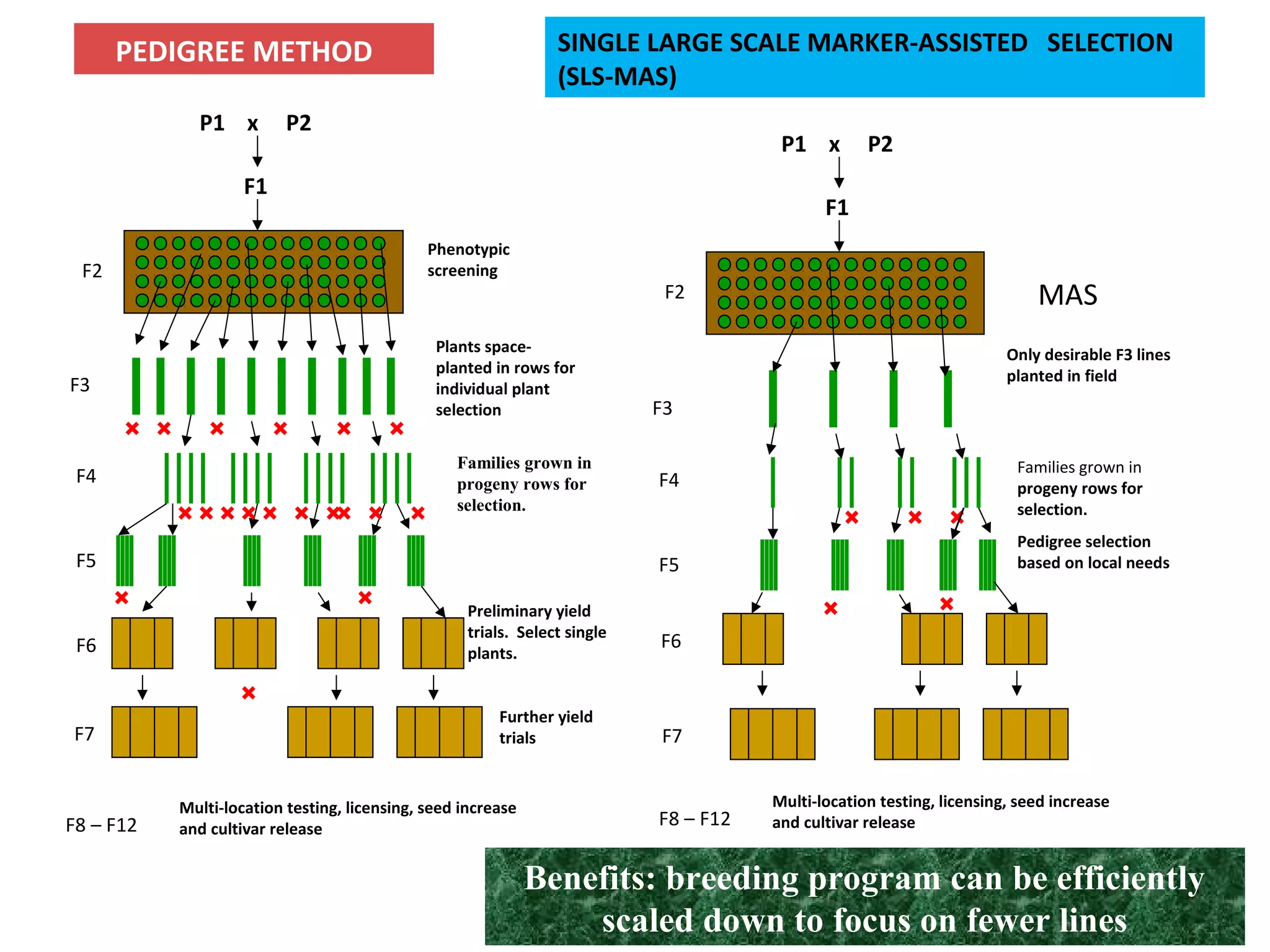 P1 x P2
F1
PEDIGREE METHOD
F2
F3
F4
F5
F6
F7
F8 – F12
Phenotypic
screening
Plants space-
planted in rows for
individual plant
selection
Families grown in
progeny rows for
selection.
Preliminary yield
trials. Select single
plants.
Further yield
trials
Multi-location testing, licensing, seed increase
and cultivar release
P1 x P2
F1
F2
F3
MAS
SINGLE LARGE SCALE MARKER-ASSISTED SELECTION
(SLS-MAS)
F4
Families grown in
progeny rows for
selection.
Pedigree selection
based on local needs
F6
F7
F5
F8 – F12
Multi-location testing, licensing, seed increase
and cultivar release
Only desirable F3 lines
planted in field
Benefits: breeding program can be efficiently
scaled down to focus on fewer lines
 