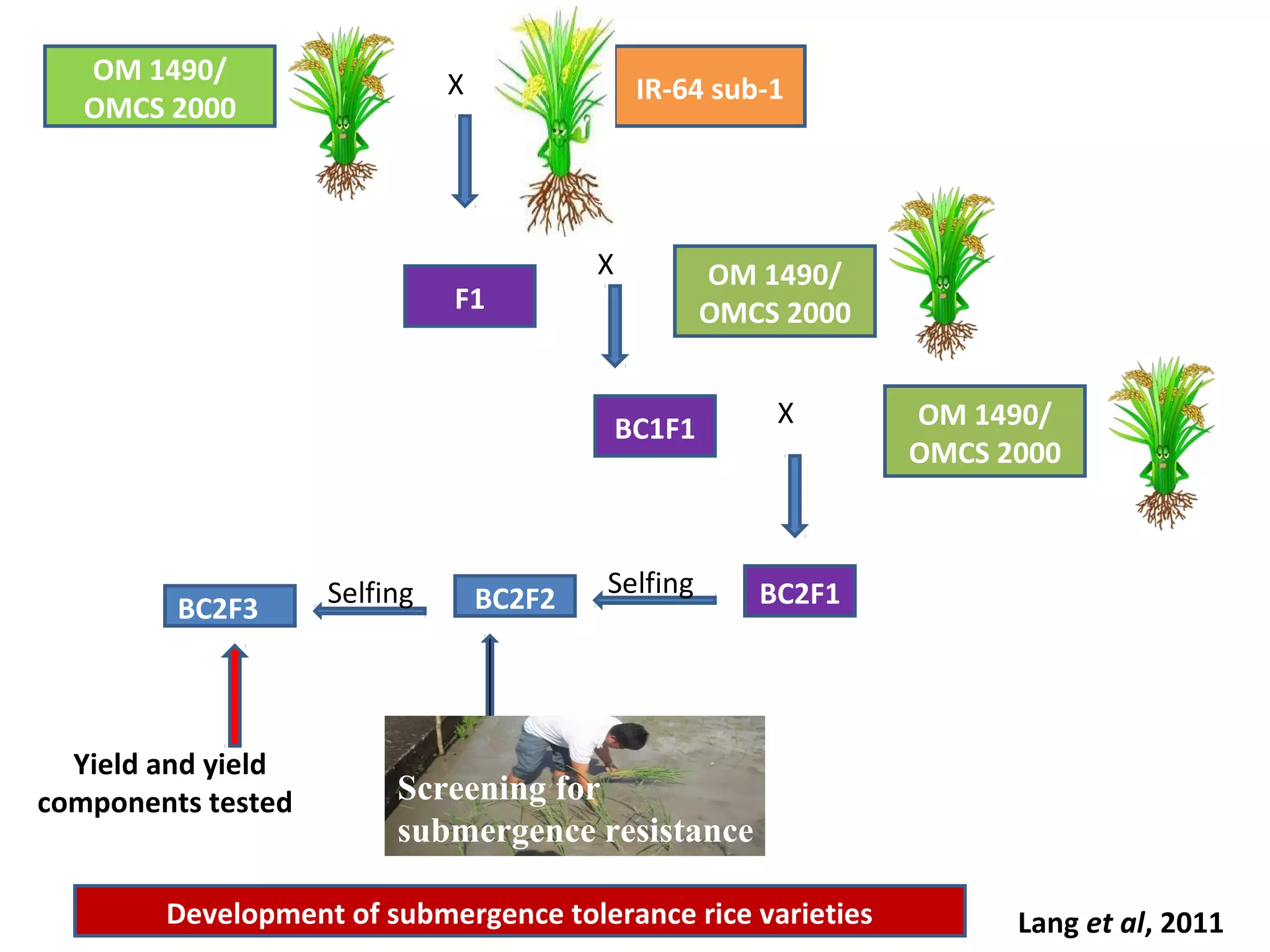 OM 1490/
OMCS 2000
X IR-64 sub-1
X OM 1490/
OMCS 2000
BC1F1 X OM 1490/
OMCS 2000
BC2F1Selfing
BC2F2BC2F3
Selfing
Yield and yield
components tested
Lang et al, 2011
Screening for
submergence resistance
F1
Development of submergence tolerance rice varieties
 