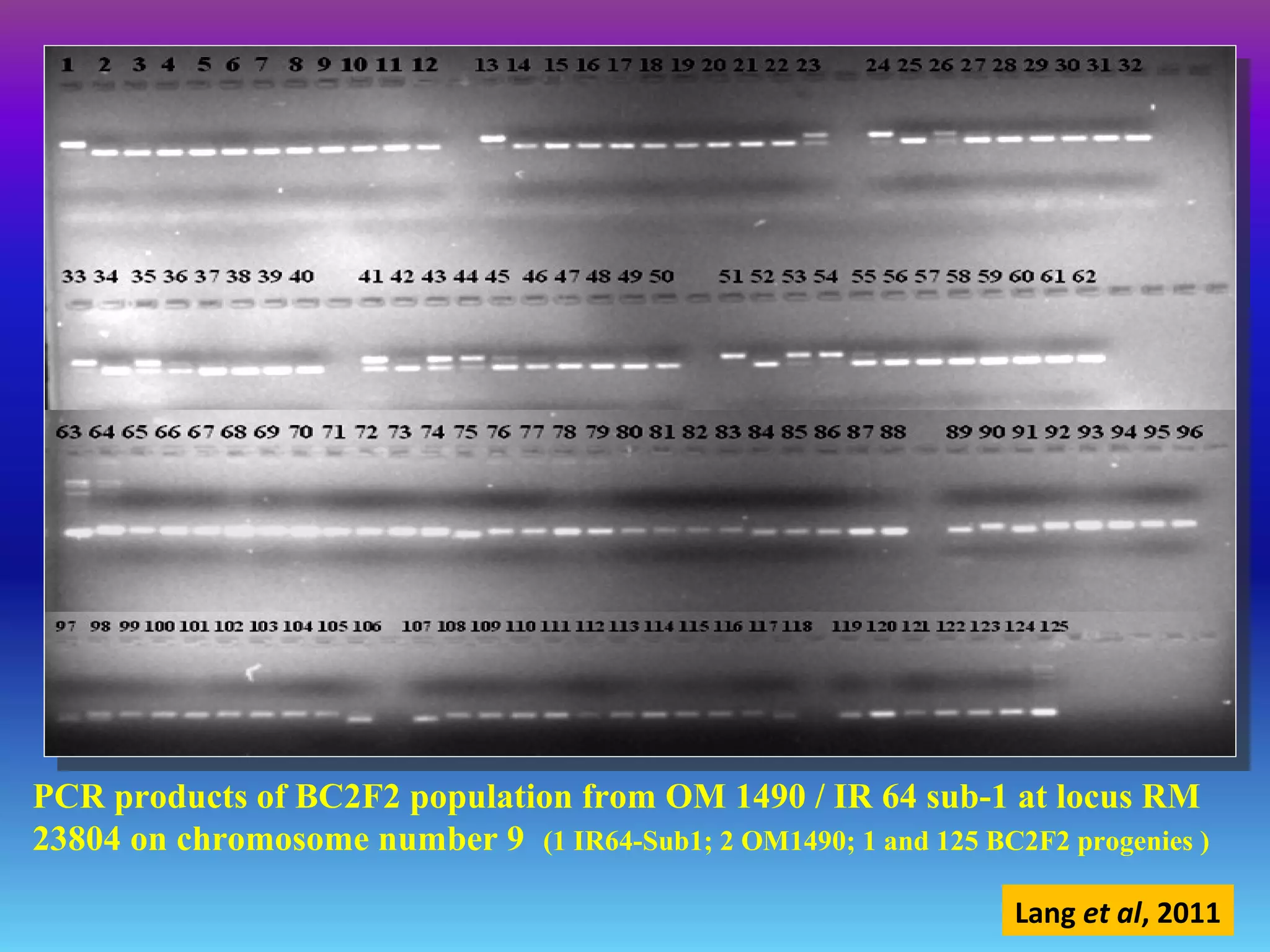 PCR products of BC2F2 population from OM 1490 / IR 64 sub-1 at locus RM
23804 on chromosome number 9 (1 IR64-Sub1; 2 OM1490; 1 and 125 BC2F2 progenies )
Lang et al, 2011
 