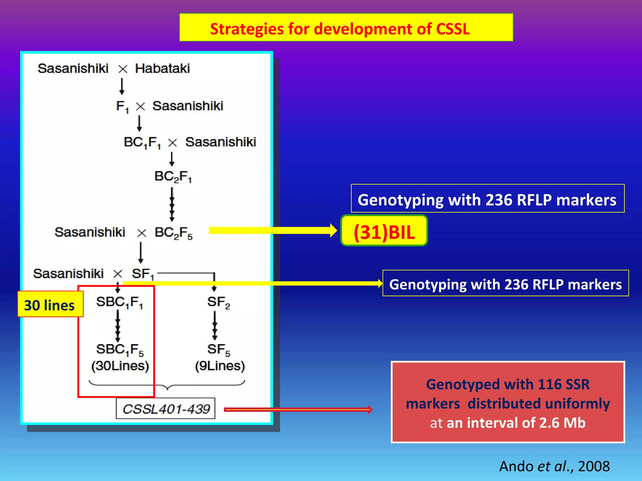 Strategies for development of CSSL
(31)BIL
Genotyping with 236 RFLP markers
Genotyping with 236 RFLP markers
30 lines
Genotyped with 116 SSR
markers distributed uniformly
at an interval of 2.6 Mb
Ando et al., 2008
 