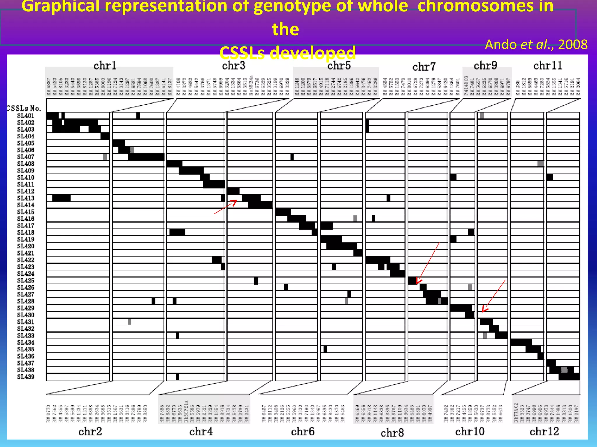 Graphical representation of genotype of whole chromosomes in
the
CSSLs developed
Ando et al., 2008
 