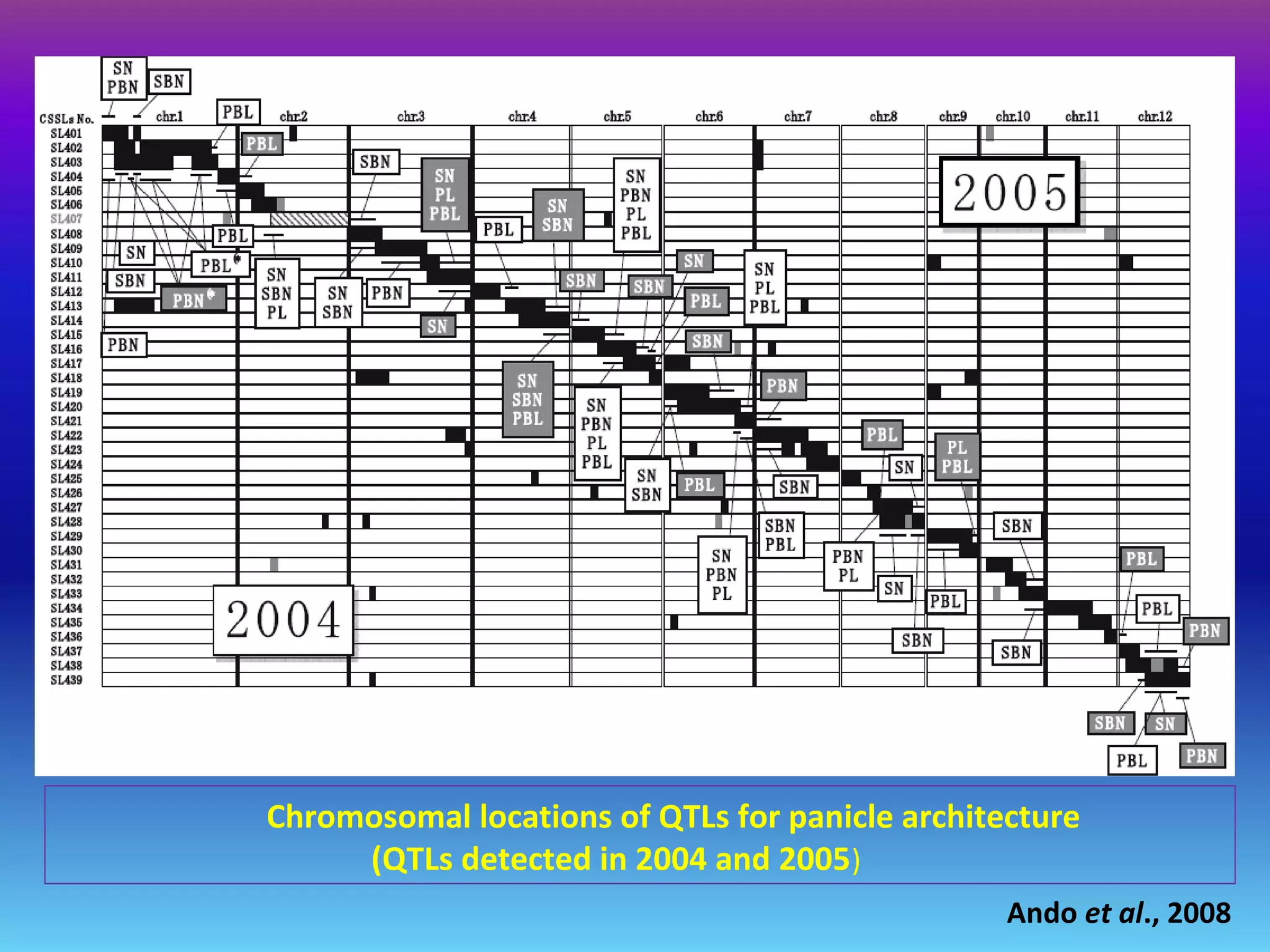 Ando et al., 2008
Chromosomal locations of QTLs for panicle architecture
(QTLs detected in 2004 and 2005)
 