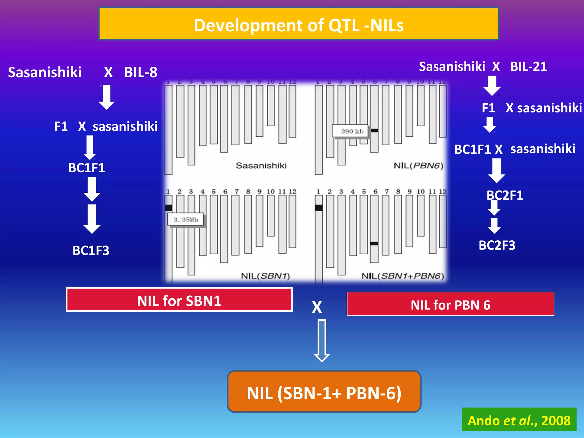 Development of QTL -NILs
Ando et al., 2008
Sasanishiki X BIL-8
F1 X sasanishiki
BC1F3
NIL for SBN1
Sasanishiki X BIL-21
F1 X sasanishiki
BC1F1 X sasanishiki
BC1F1
BC2F1
BC2F3
NIL for PBN 6X
NIL (SBN-1+ PBN-6)
 