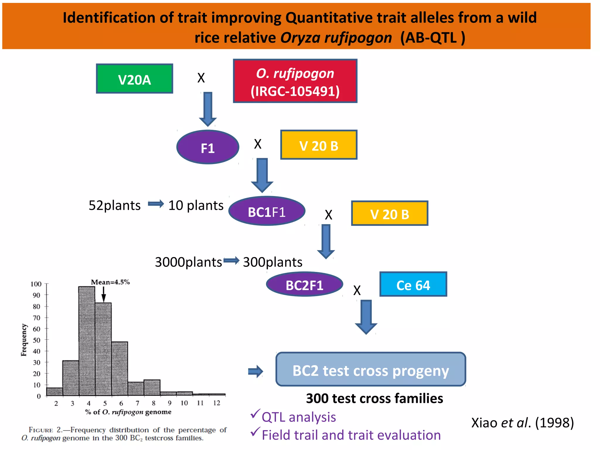 V20A X O. rufipogon
(IRGC-105491)
V 20 BXF1
BC1F1 V 20 BX
BC2F1 X Ce 64
BC2 test cross progeny
300 test cross families
52plants 10 plants
3000plants 300plants
QTL analysis
Field trail and trait evaluation
Xiao et al. (1998)
Identification of trait improving Quantitative trait alleles from a wild
rice relative Oryza rufipogon (AB-QTL )
 