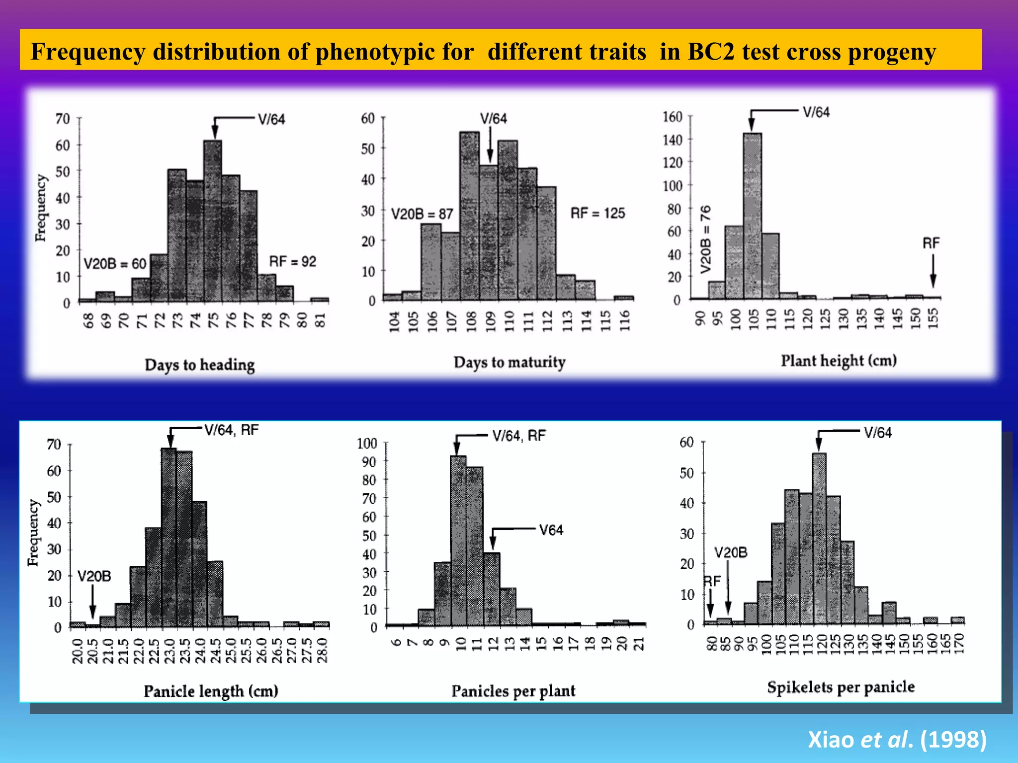 Xiao et al. (1998)
Frequency distribution of phenotypic for different traits in BC2 test cross progeny
 