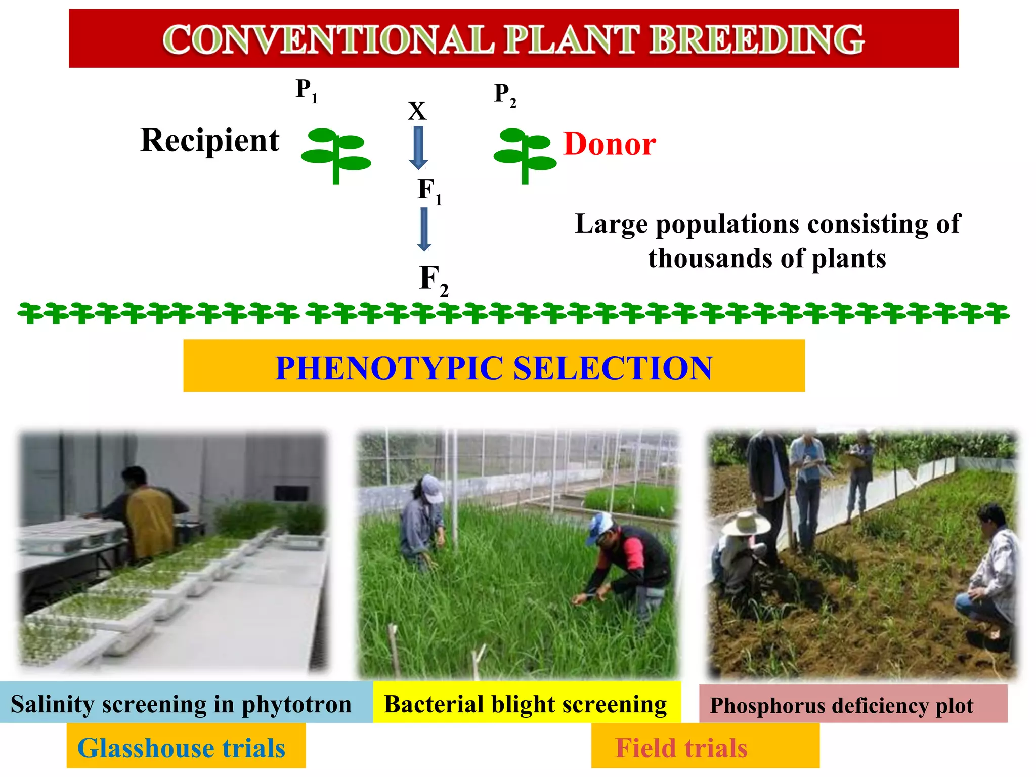F2
P2
F1
P1
x
Large populations consisting of
thousands of plants
PHENOTYPIC SELECTION
Field trialsGlasshouse trials
DonorRecipient
Salinity screening in phytotron Bacterial blight screening Phosphorus deficiency plot
 