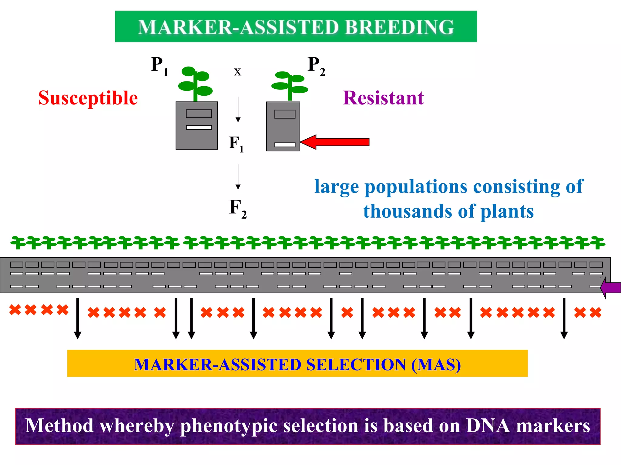 F2
P2
F1
P1 x
large populations consisting of
thousands of plants
ResistantSusceptible
MARKER-ASSISTED SELECTION (MAS)
Method whereby phenotypic selection is based on DNA markers
 
