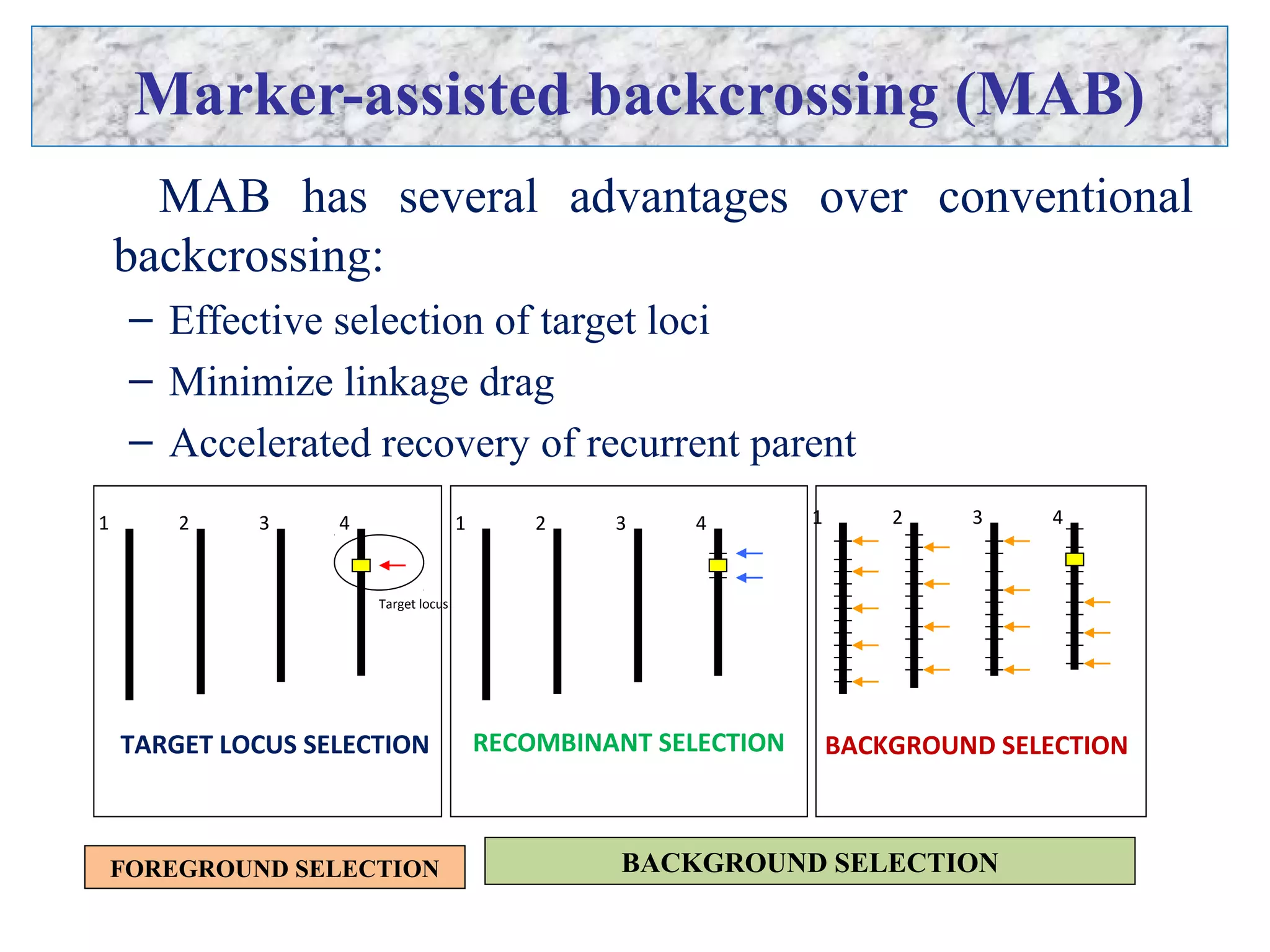 Marker-assisted backcrossing (MAB)
MAB has several advantages over conventional
backcrossing:
– Effective selection of target loci
– Minimize linkage drag
– Accelerated recovery of recurrent parent
1 2 3 4
Target locus
1 2 3 4
RECOMBINANT SELECTION
1 2 3 4
BACKGROUND SELECTIONTARGET LOCUS SELECTION
FOREGROUND SELECTION BACKGROUND SELECTION
 