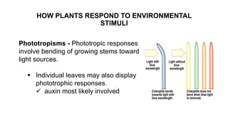 HOW PLANTS RESPOND TO ENVIRONMENTAL
STIMULI
Phototropisms - Phototropic responses
involve bending of growing stems toward
light sources.
 Individual leaves may also display
phototrophic responses.
 auxin most likely involved
 