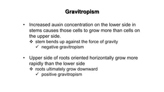 Gravitropism
• Increased auxin concentration on the lower side in
stems causes those cells to grow more than cells on
the upper side.
 stem bends up against the force of gravity
 negative gravitropism
• Upper side of roots oriented horizontally grow more
rapidly than the lower side
 roots ultimately grow downward
 positive gravitropism
 