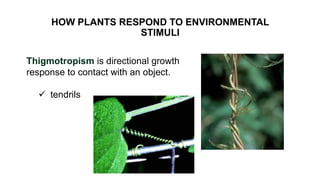 HOW PLANTS RESPOND TO ENVIRONMENTAL
STIMULI
Thigmotropism is directional growth
response to contact with an object.
 tendrils
 