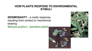 HOW PLANTS RESPOND TO ENVIRONMENTAL
STIMULI
SEISMONASTY - a nastic response
resulting from contact or mechanical
shaking
Mimosa pudica L. (sensitive plant)
 