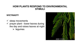 HOW PLANTS RESPOND TO ENVIRONMENTAL
STIMULI
NYCTINASTY
 sleep movements
 prayer plant - lower leaves during
the day and raises leaves at night
 legumes
 