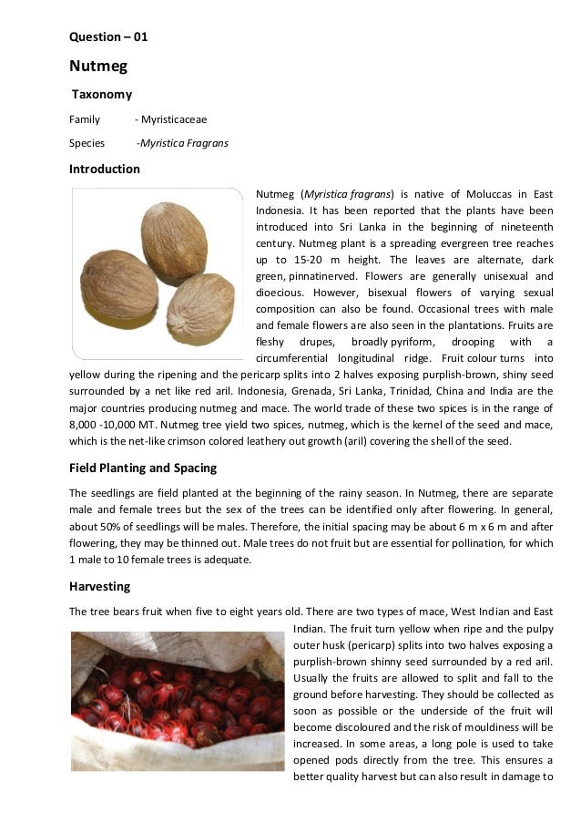 Nutmeg and Betel Nut