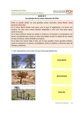 PAISAJES DE CHILE
Historia, Geografía y Ciencias Sociales 2º Básico
10GUÍAS DEL ESTUDIANTE
GUÍA Nº 3
Los paisajes de las zonas naturales de Chile
1. Une cada planta con la zona en que crees que puede vivir.
Zona Norte
Zona Central
Zona Sur
Chile se puede dividir en tres grandes zonas naturales: Zona Norte, Zona
Central y Zona Sur.
En la Zona Norte llueve muy poco, por lo que la vegetación y la fauna son
escasas. En esta zona crecen plantas adaptadas a vivir con muy poco agua,
como el cactus.
En la Zona Central, llueve en otoño e invierno y el verano y la primavera son
secos. Las plantas que crecen en esta zona deben resistir la sequía de los meses
en que no llueve, como el boldo y el espino.
En la Zona Sur llueve todo el año, por lo que pueden crecer grandes árboles,
como la araucaria y el alerce, enredaderas como el copihue y diversos tipos de
hierbas y helechos.
 