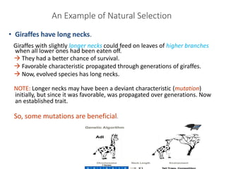 An Example of Natural Selection
21
• Giraffes have long necks.
Giraffes with slightly longer necks could feed on leaves of...