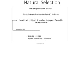 Natural Selection
22
Initial Population Of Animals
Struggle For Existence-Survival Of the Fittest
Surviving Individuals Re...